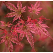 Клен Феникс (Acer palmatum 'Phoenix')